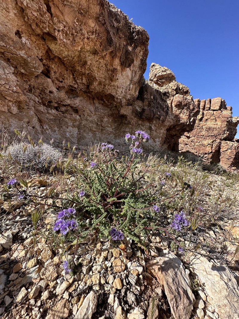 Phacelia crenulata var. angustifolia photo 6