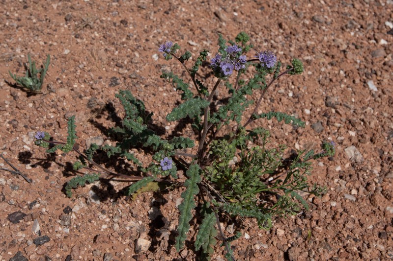 Phacelia crenulata var. angustifolia photo 7