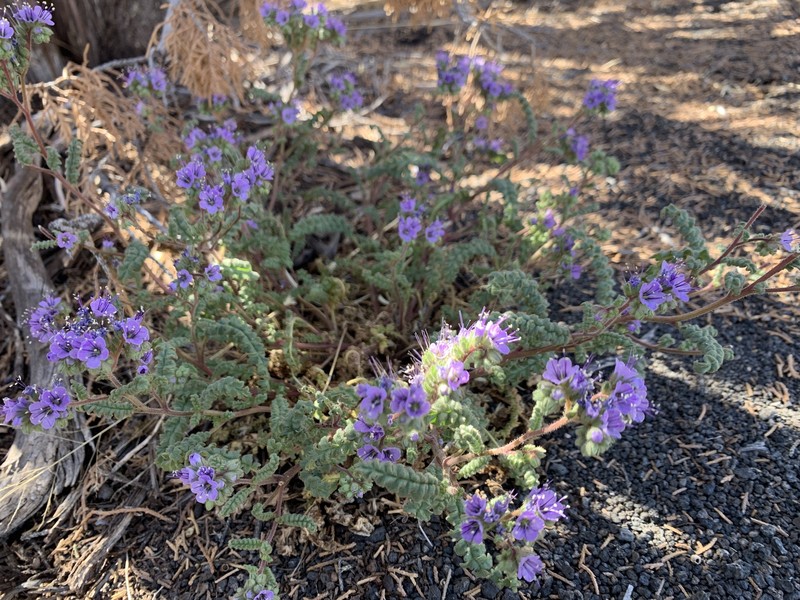 Phacelia crenulata var. angustifolia photo 8