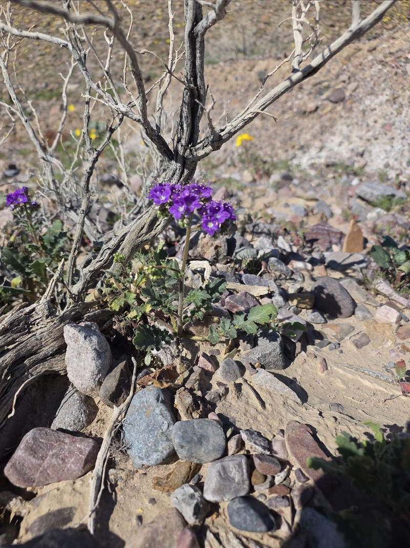 Phacelia crenulata var. crenulata