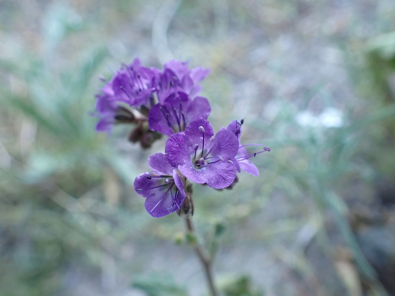 Phacelia crenulata var. crenulata photo 2