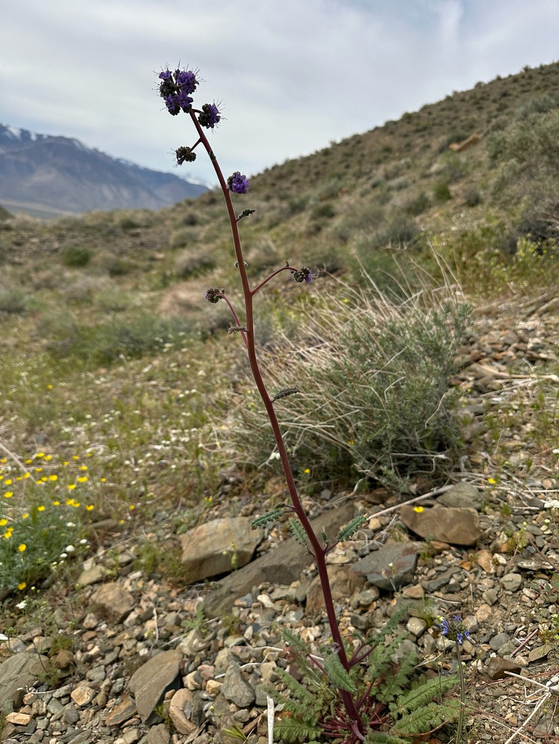 Phacelia crenulata var. crenulata photo 3