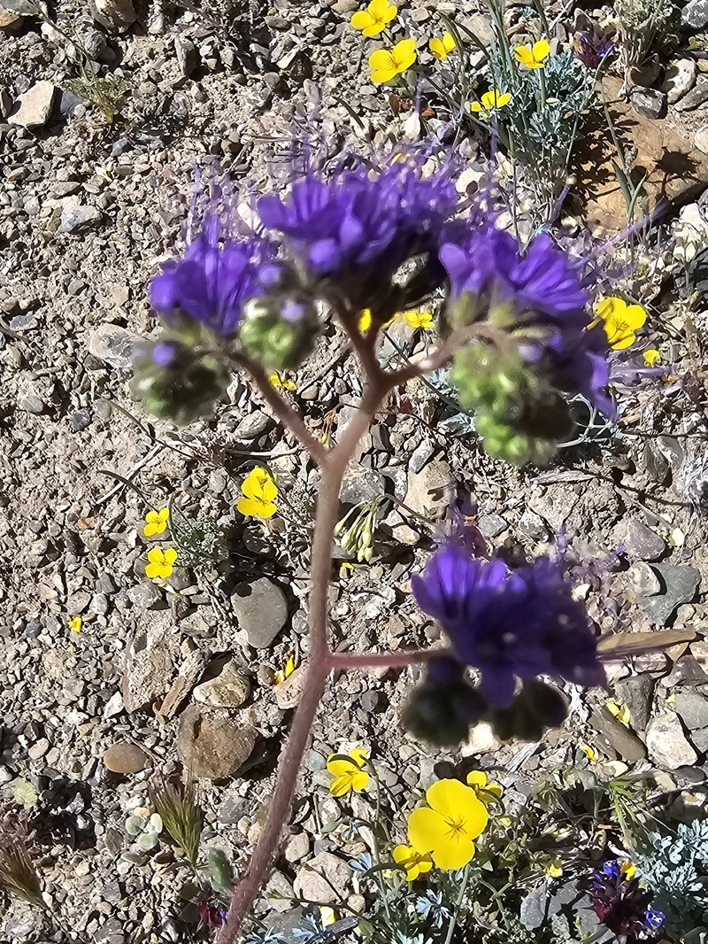 Phacelia crenulata var. crenulata photo 4