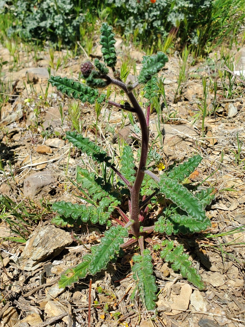 Phacelia crenulata var. crenulata photo 5