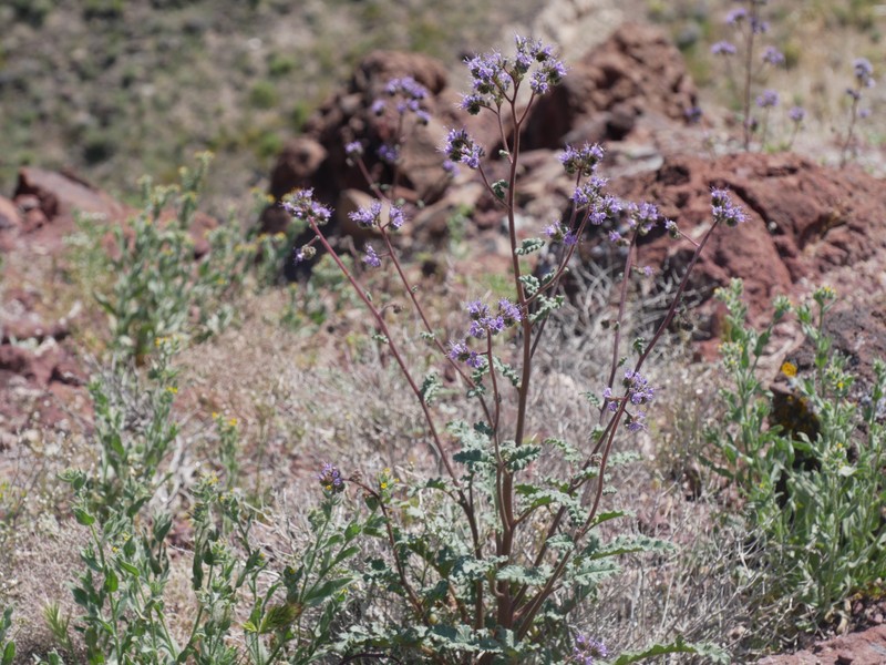 Phacelia crenulata var. crenulata photo 6