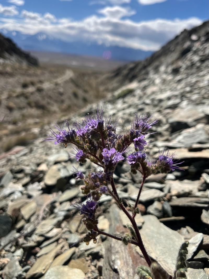 Phacelia crenulata var. crenulata photo 7