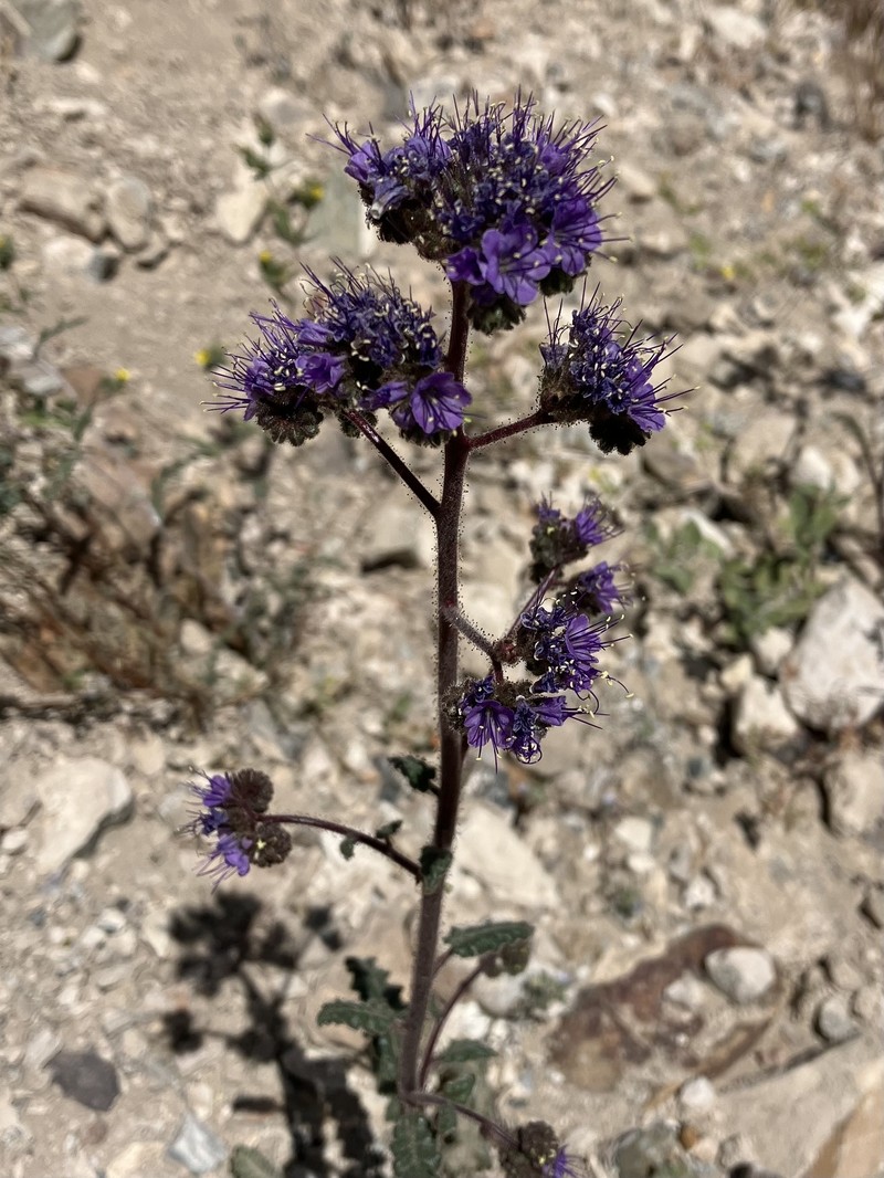 Phacelia crenulata var. crenulata photo 8
