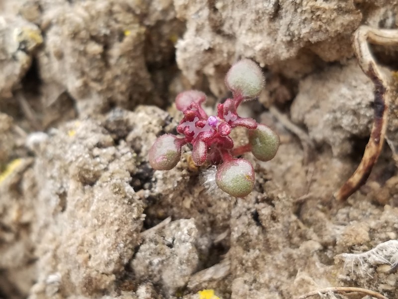 Cronquist's Phacelia photo 2