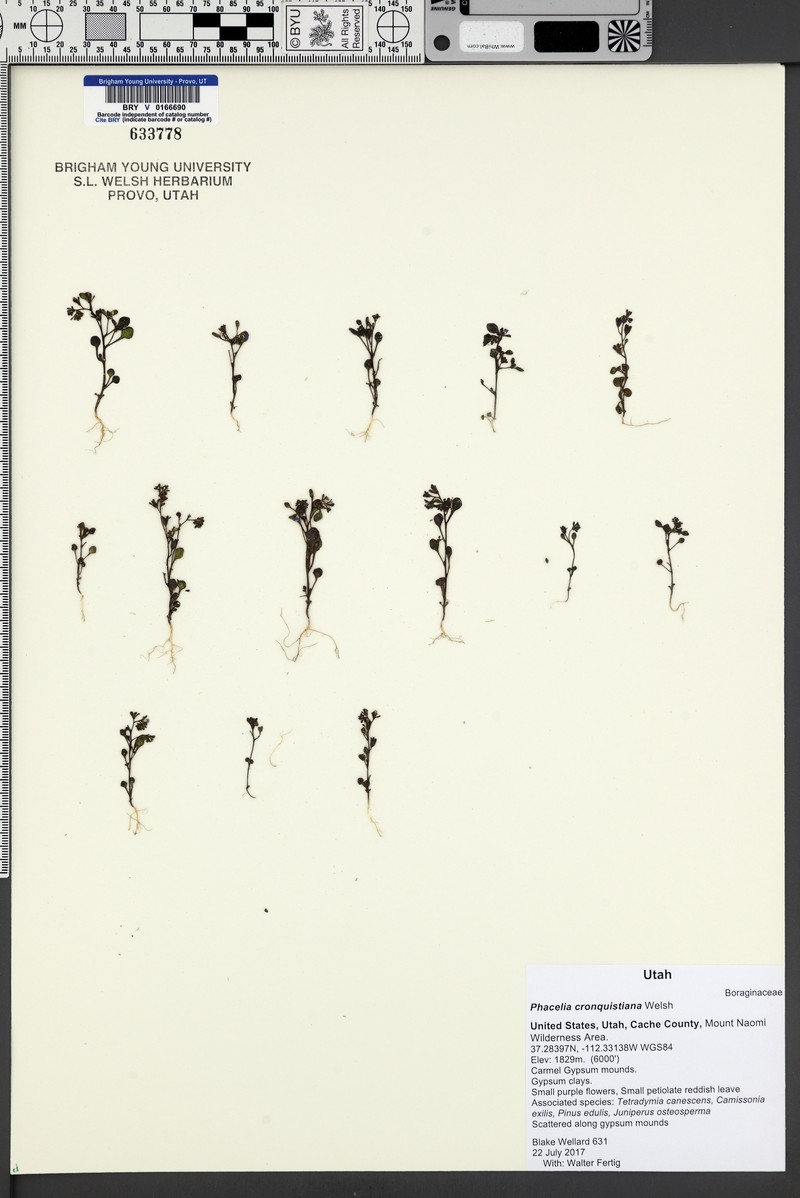 Cronquist's Phacelia photo 3