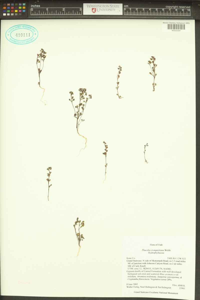Cronquist's Phacelia photo 4