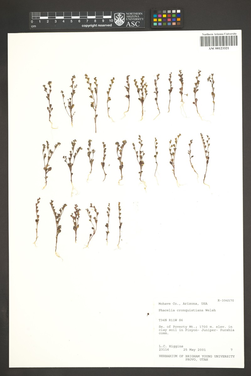 Cronquist's Phacelia photo 5