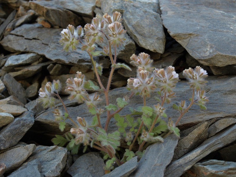 Hiddenflower Phacelia photo 4
