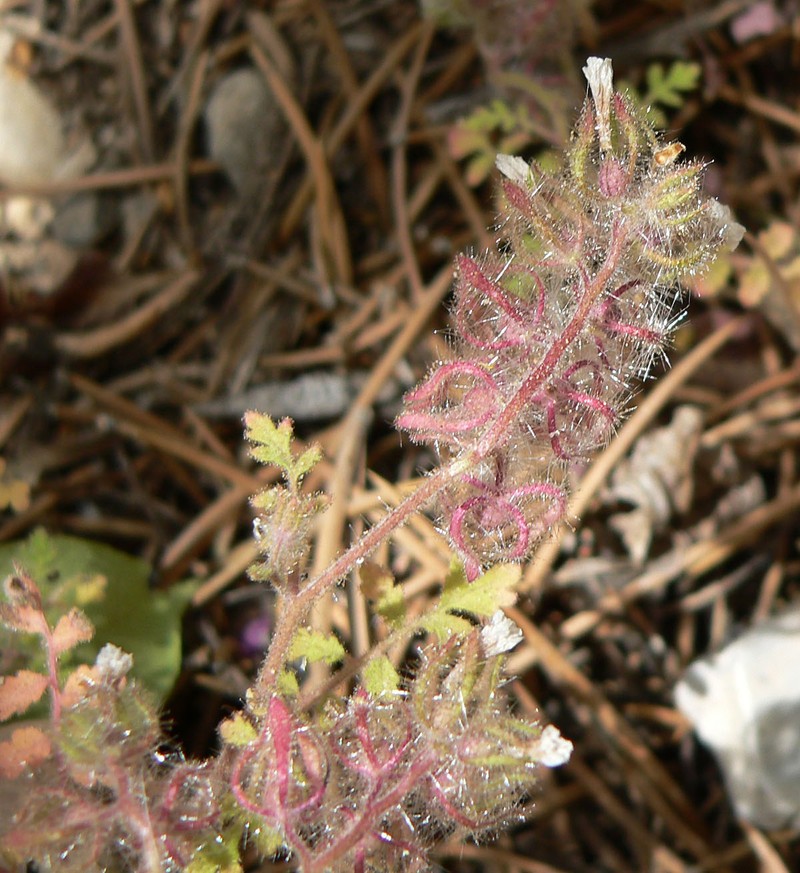 Hiddenflower Phacelia photo 2