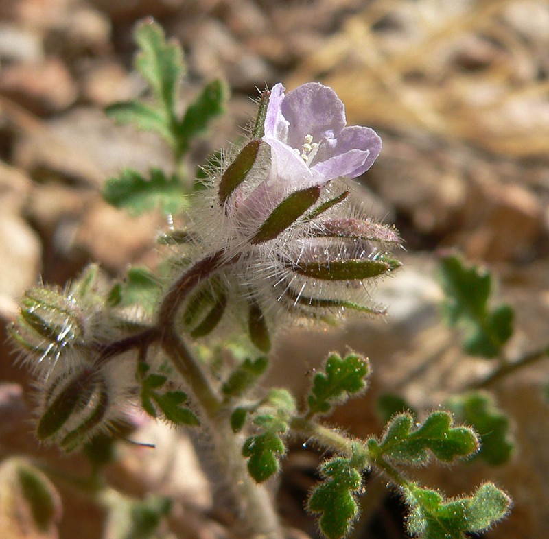 Hiddenflower Phacelia