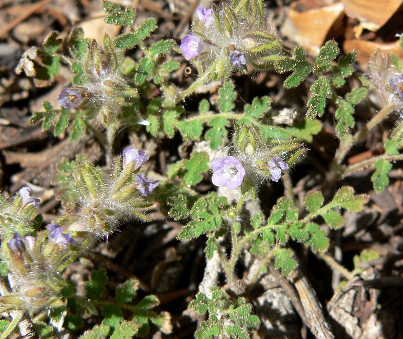 Hiddenflower Phacelia photo 3