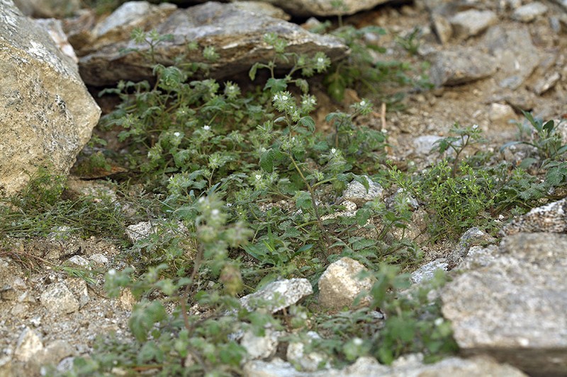 Hiddenflower Phacelia photo 3