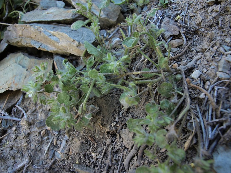 Hiddenflower Phacelia photo 4
