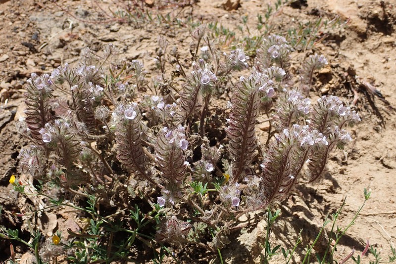 Hiddenflower Phacelia photo 5
