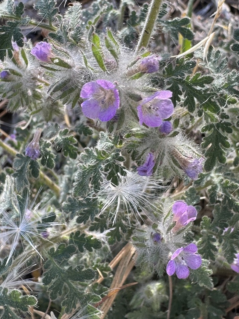 Hiddenflower Phacelia photo 6