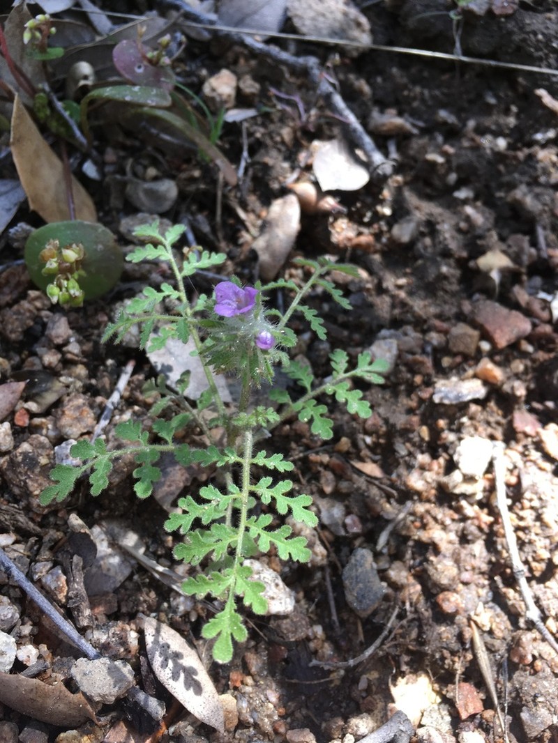 Hiddenflower Phacelia photo 7