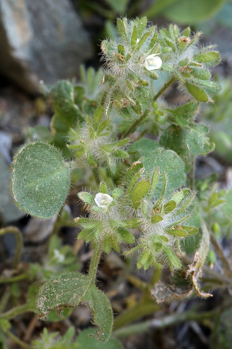 Hiddenflower Phacelia photo 8