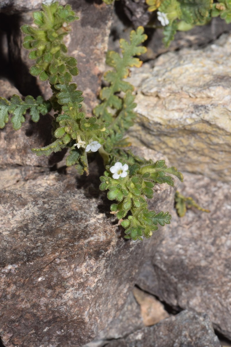 Phacelia cumingii