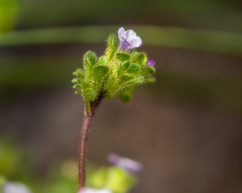 Phacelia cumingii photo 2