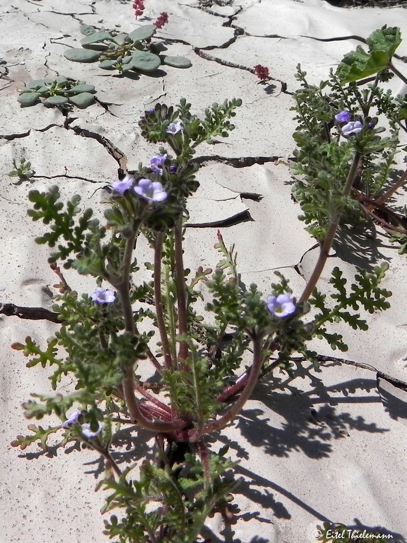 Phacelia cumingii photo 3