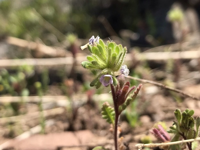 Phacelia cumingii photo 4