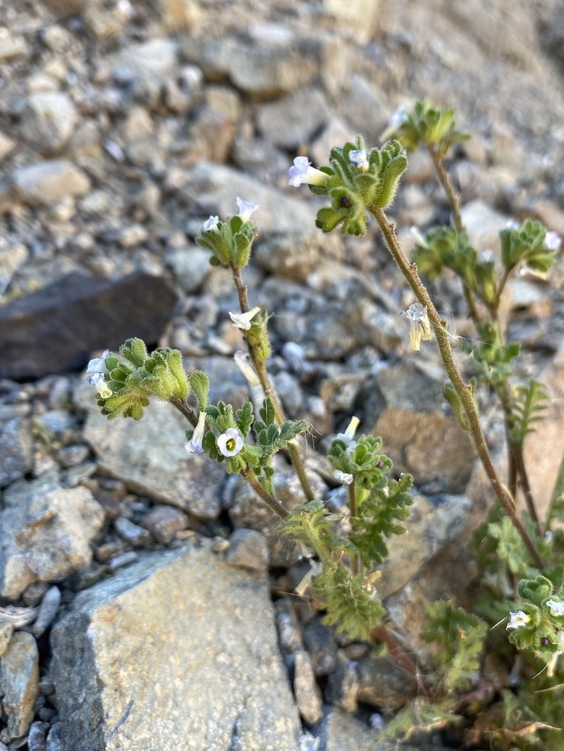 Phacelia cumingii photo 5