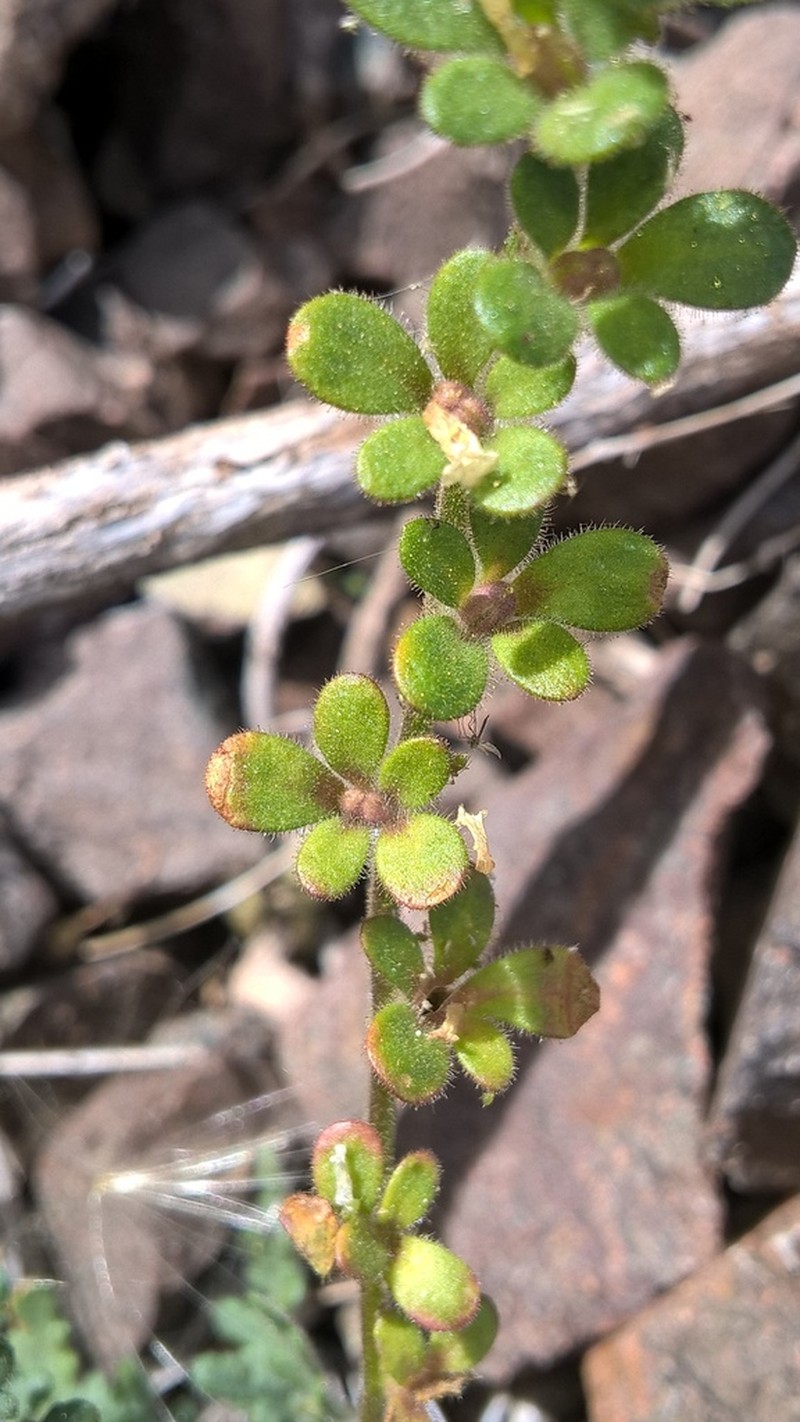 Phacelia cumingii photo 6
