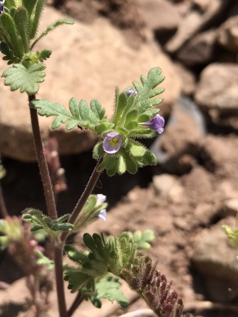 Phacelia cumingii photo 7