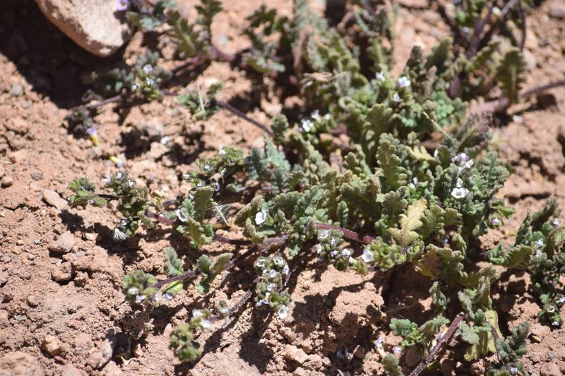 Phacelia cumingii photo 8
