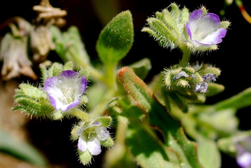 Washoe Phacelia