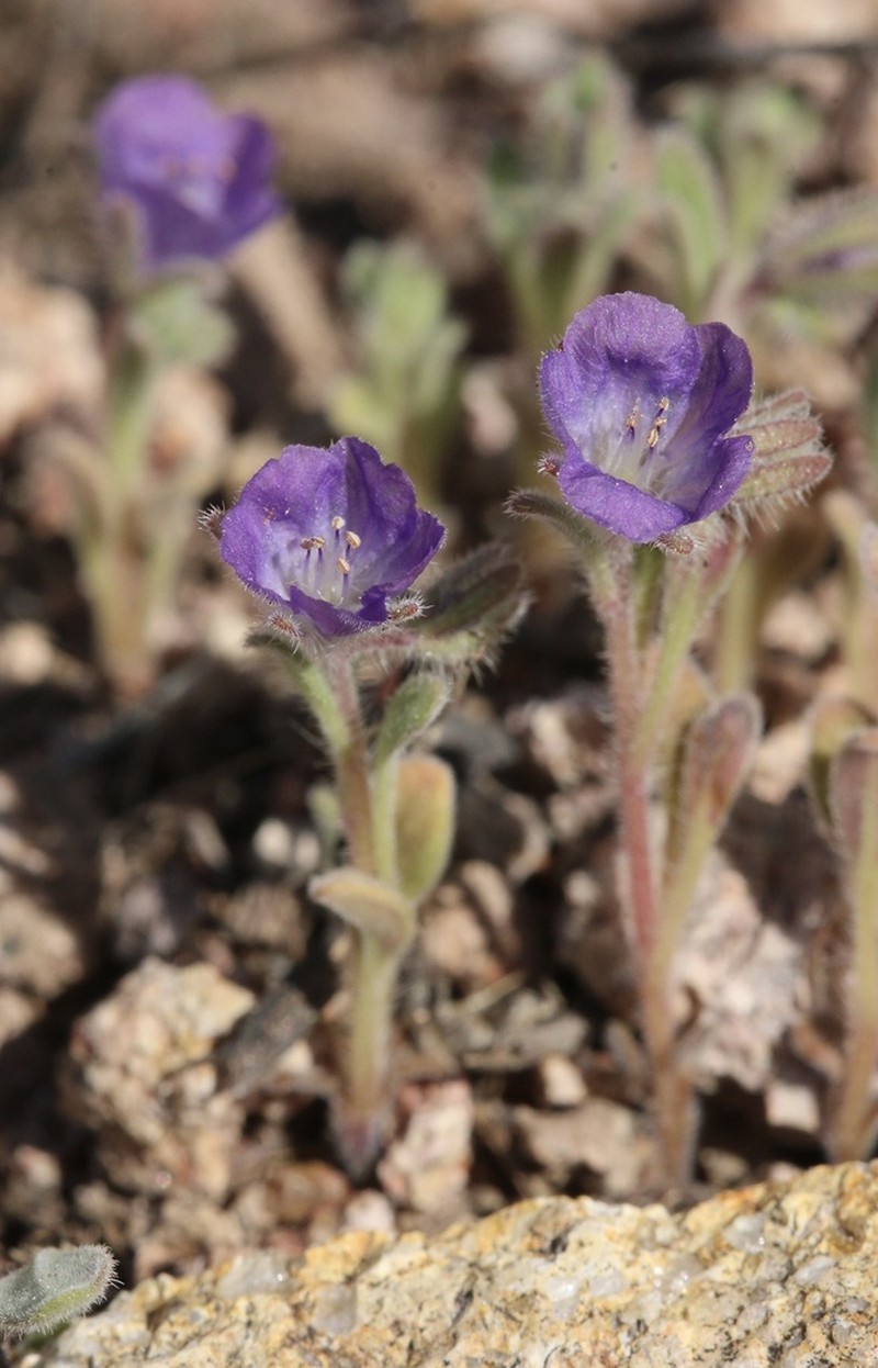 Washoe Phacelia photo 2