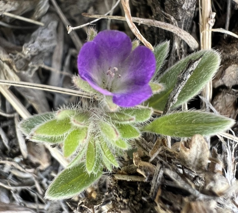 Washoe Phacelia photo 3