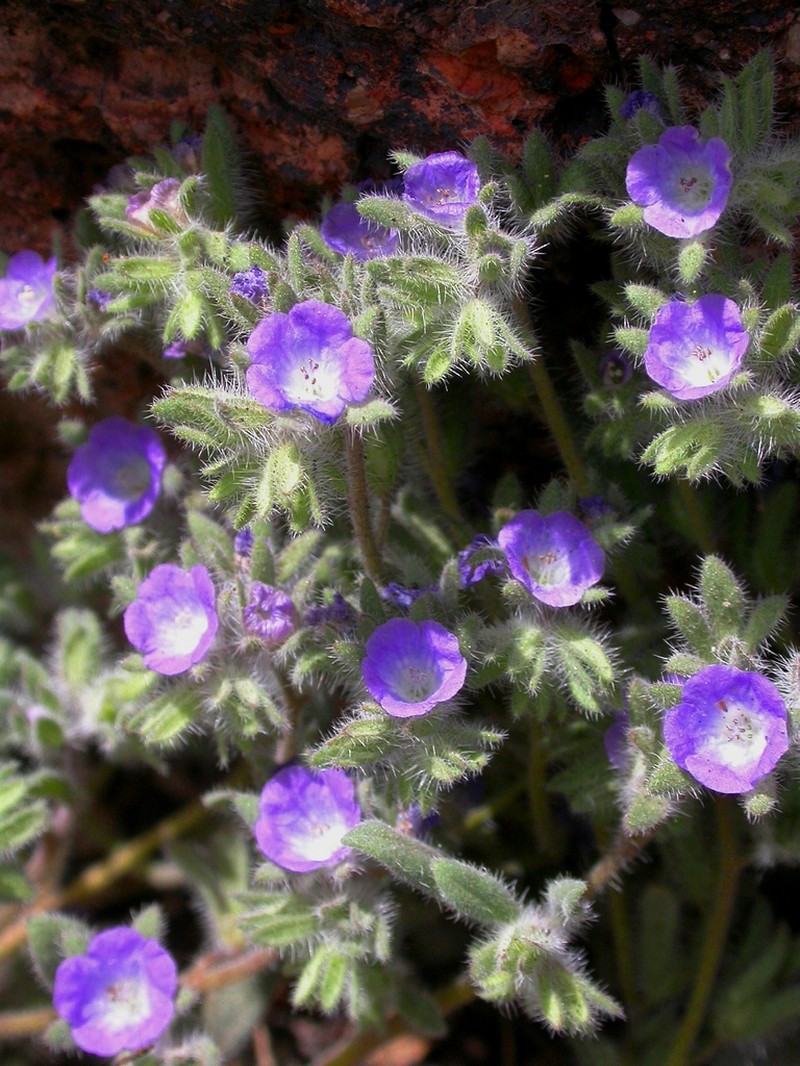 Washoe Phacelia photo 4