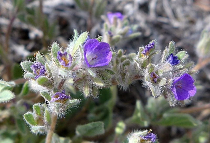 Washoe Phacelia photo 5
