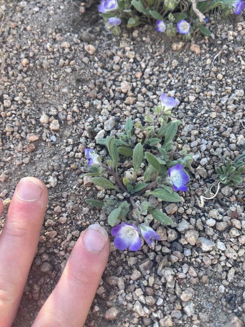 Washoe Phacelia photo 6