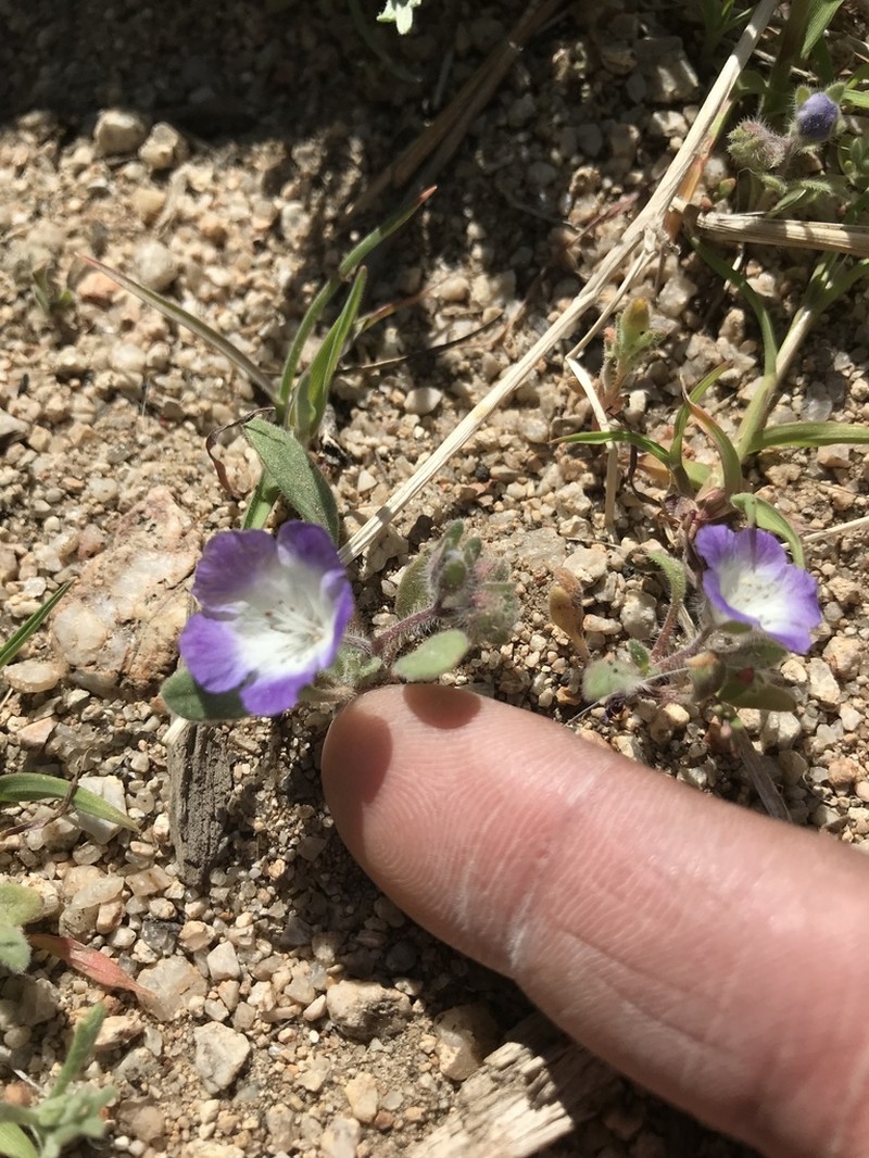 Washoe Phacelia photo 7