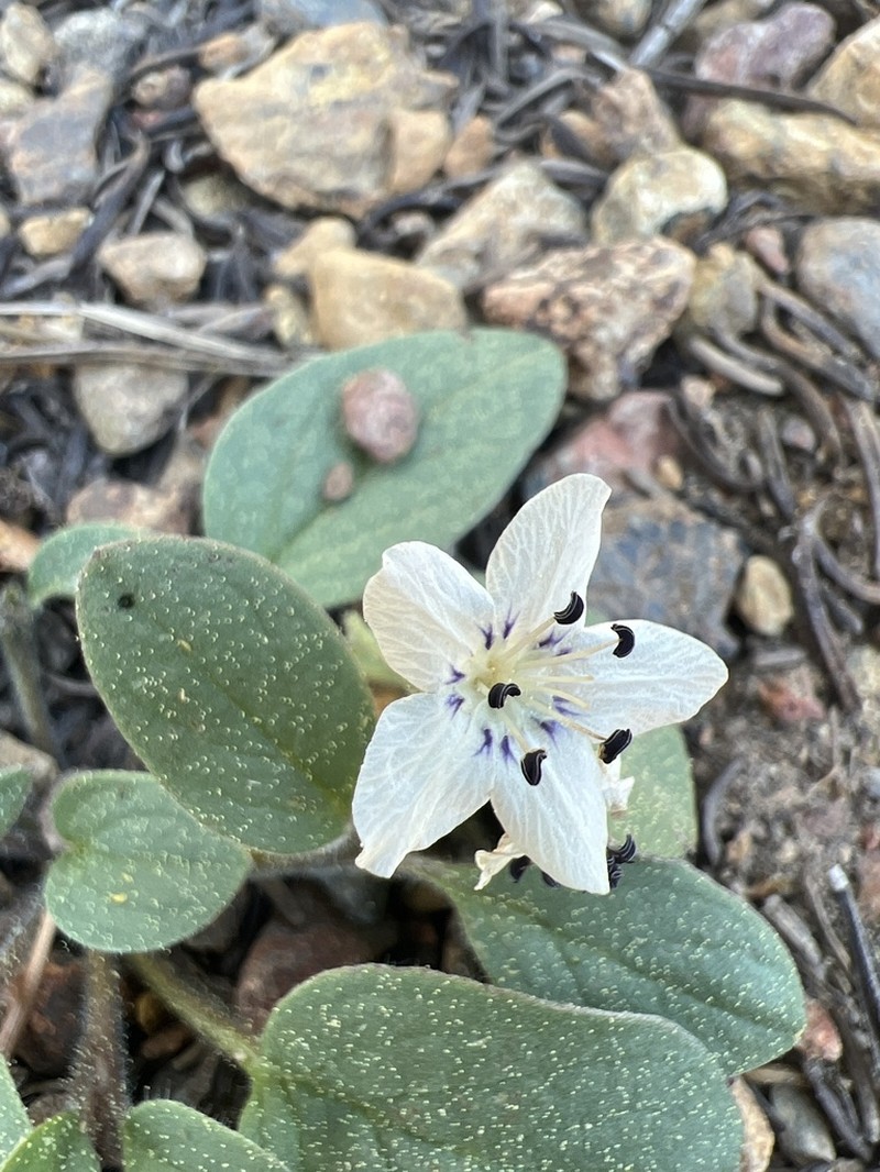 Scott Mountain Phacelia photo 3
