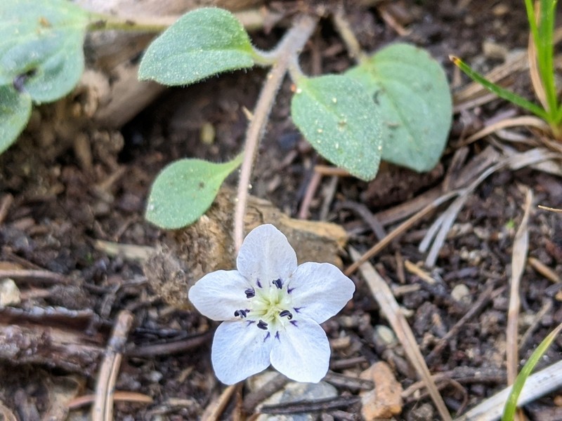 Scott Mountain Phacelia photo 4