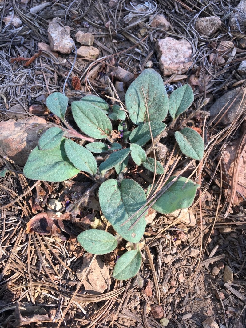 Scott Mountain Phacelia photo 5