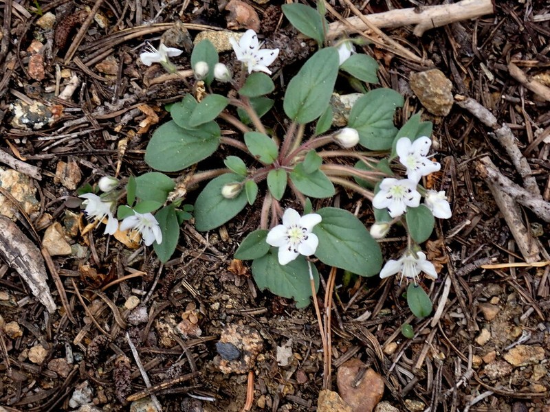Scott Mountain Phacelia photo 7