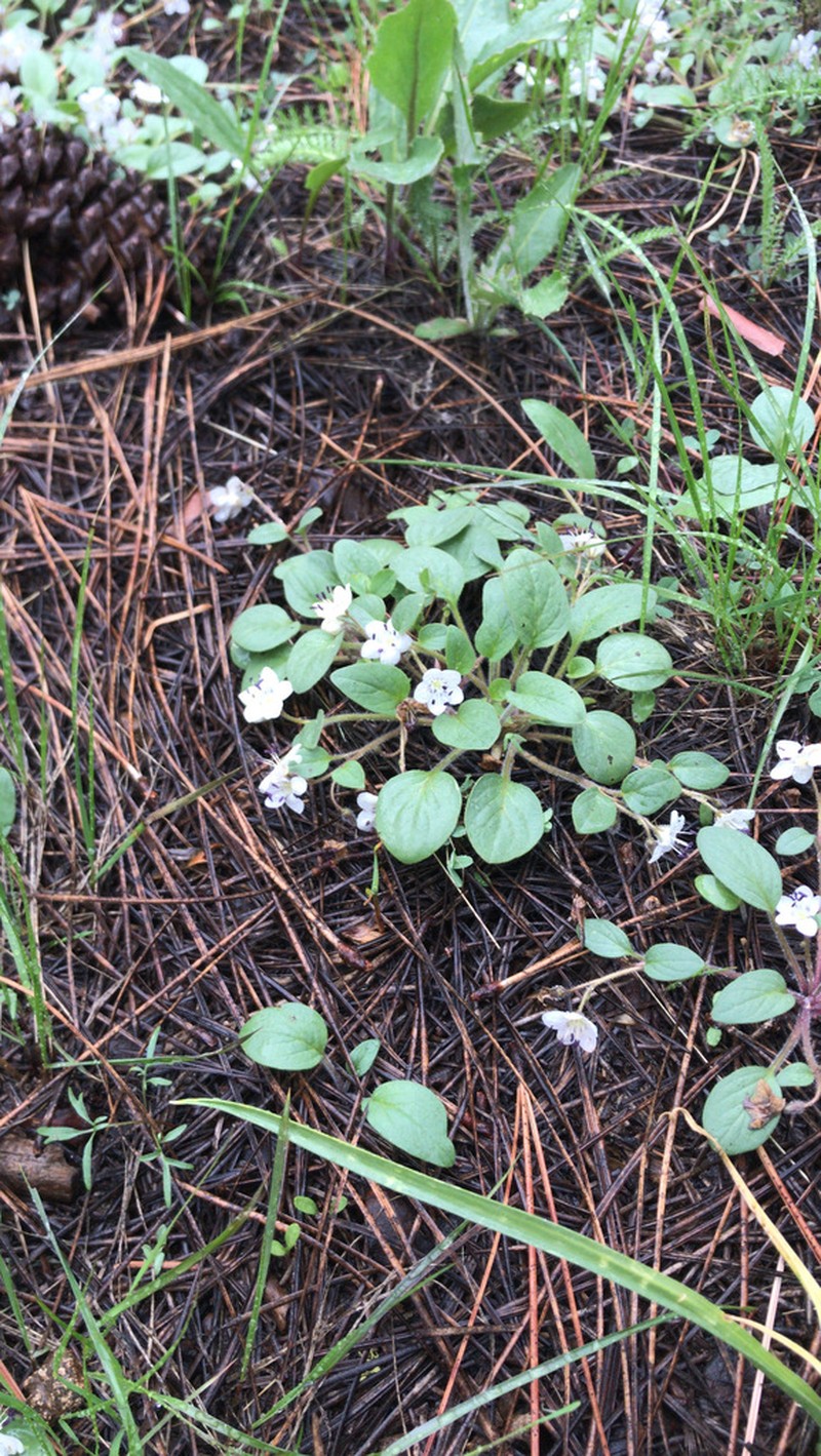 Scott Mountain Phacelia photo 8