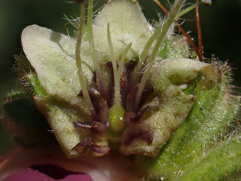 Phacelia damnationensis