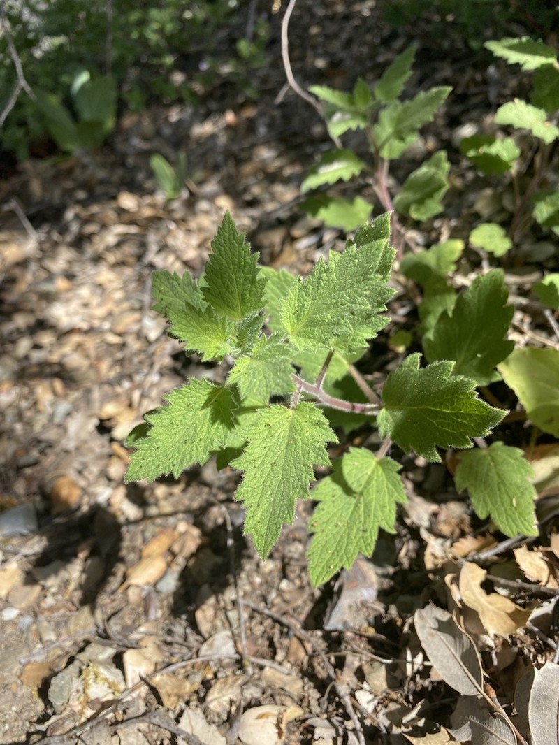 Phacelia damnationensis photo 2