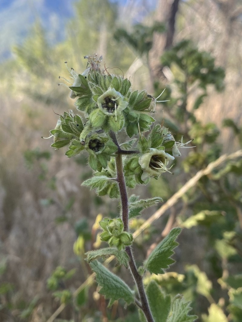 Phacelia damnationensis photo 4