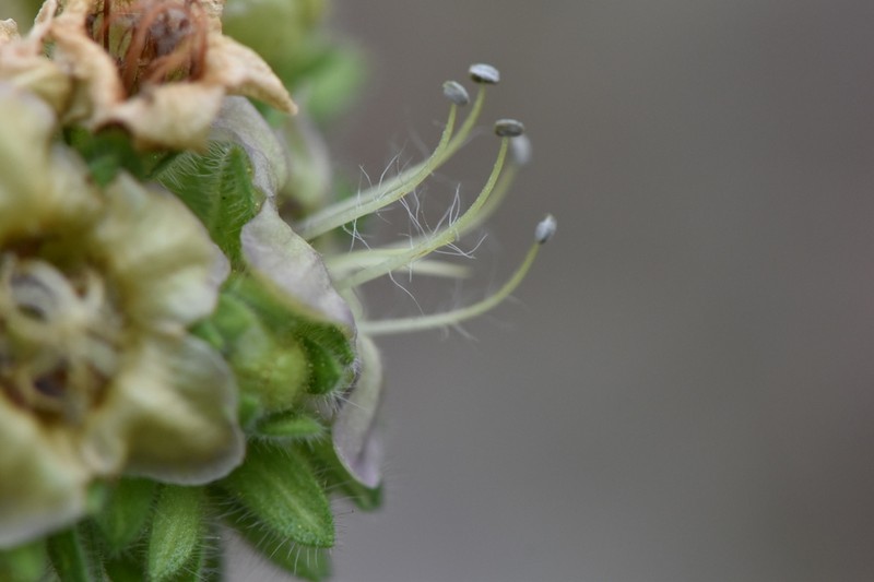 Phacelia damnationensis photo 5