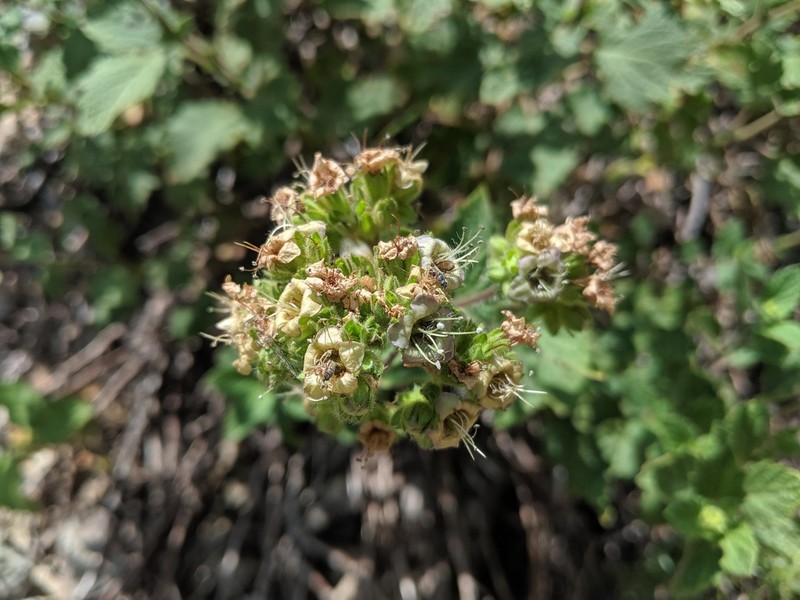 Phacelia damnationensis photo 6
